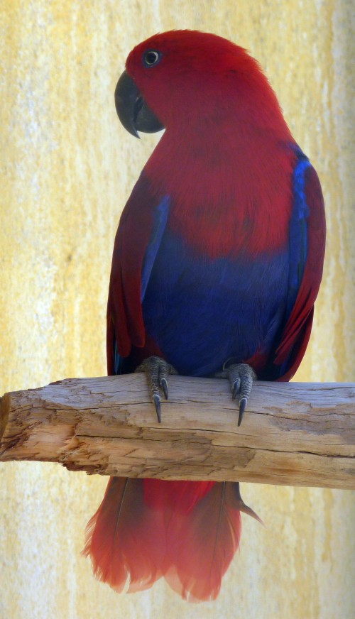 Eclectus parrot (Eclectus roratus)