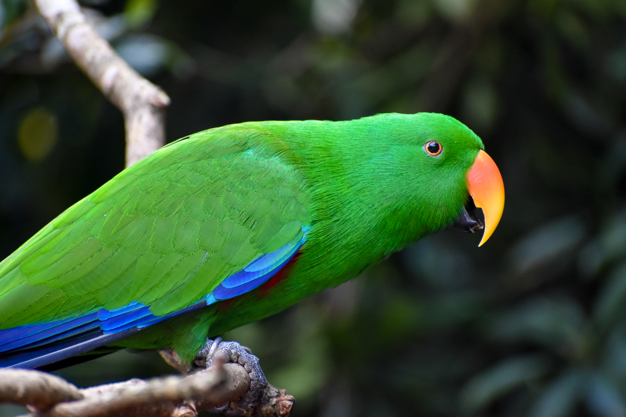 Eclectus Parrot (Eclectus roratus)