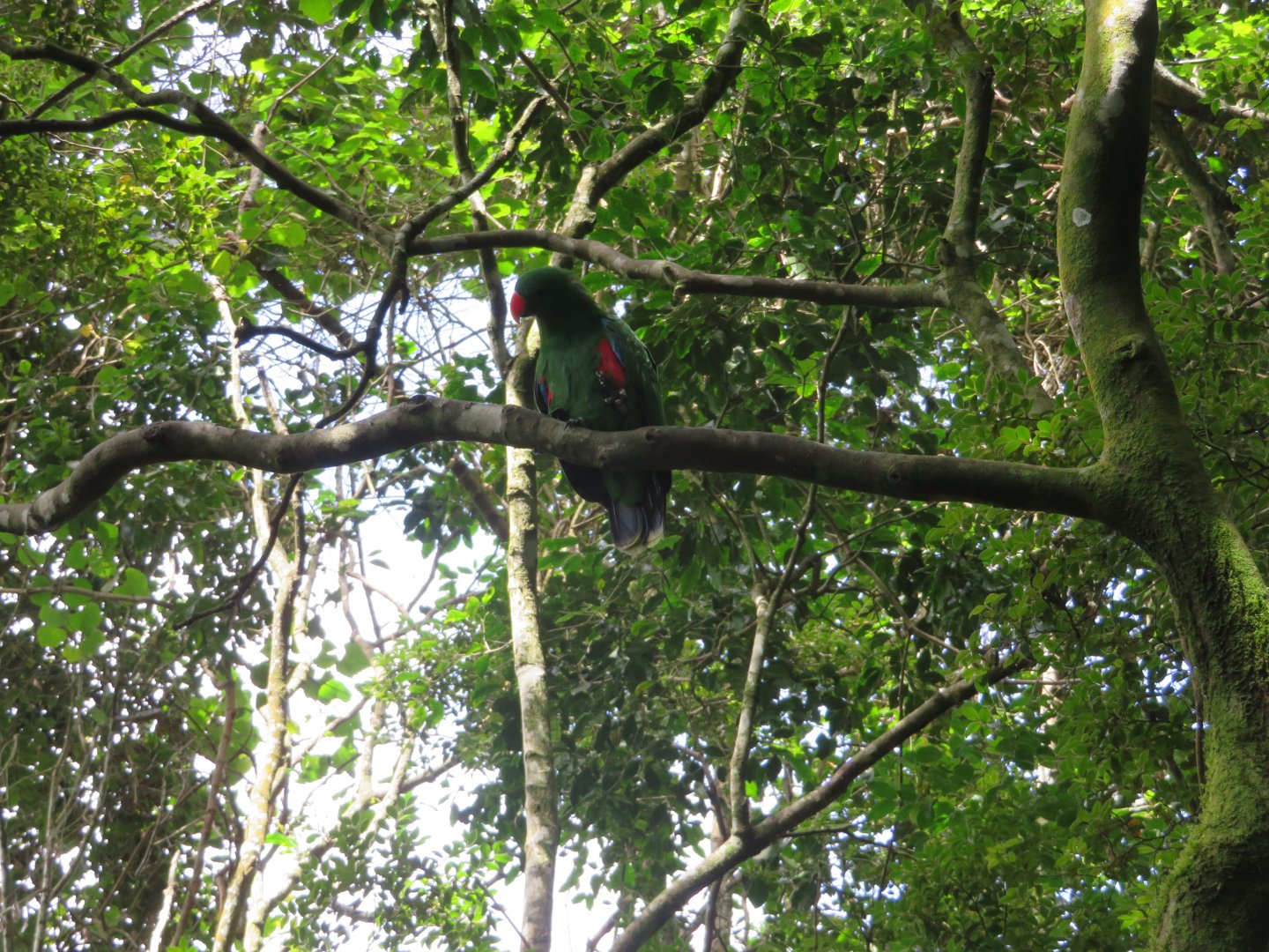 Eclectus Parrot (Eclectus roratus)