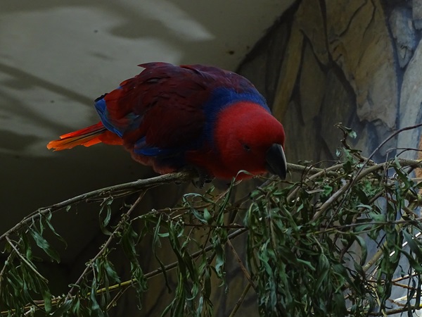 Eclectus parrot (Eclectus roratus)