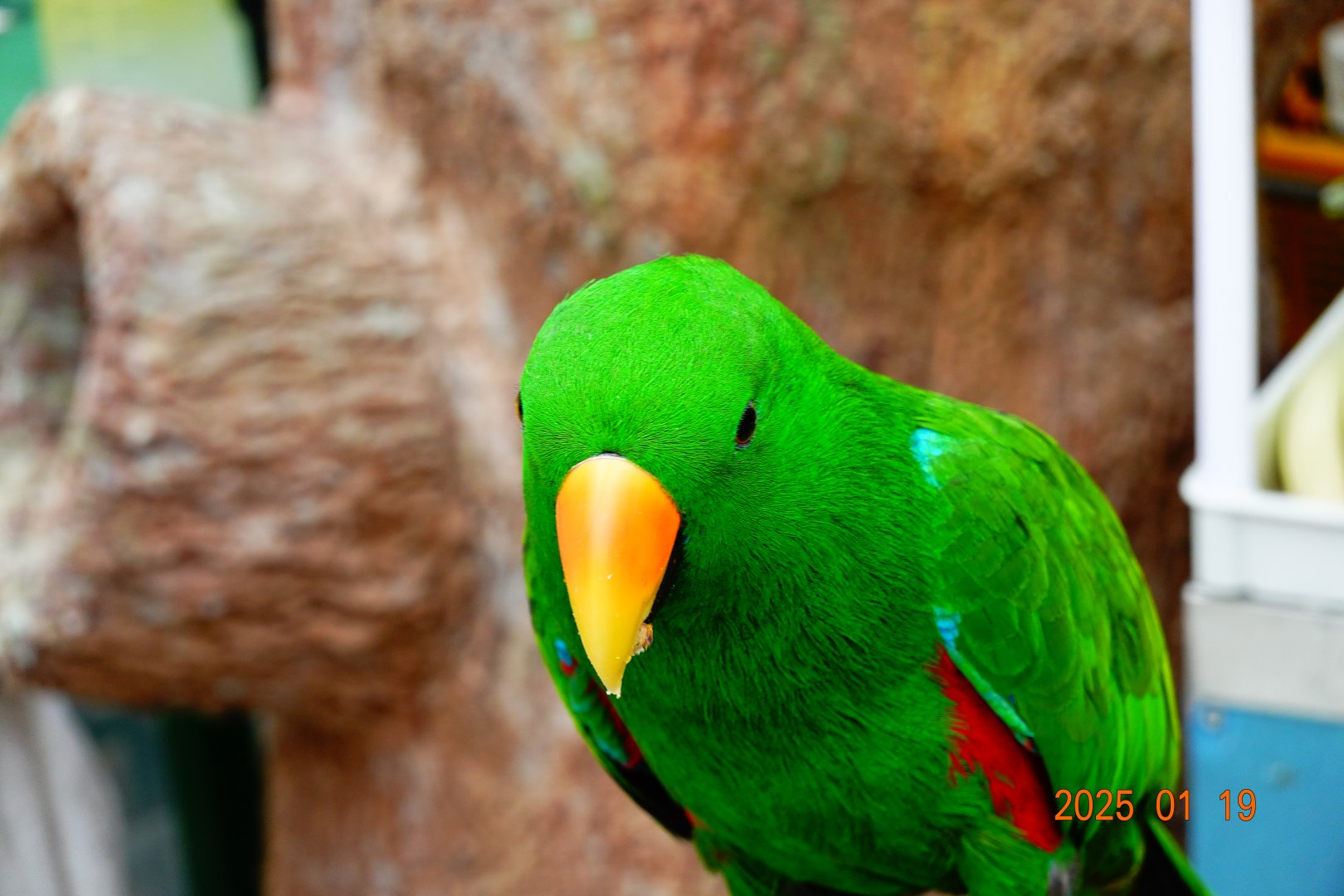 Eclectus Parrot (Eclectus roratus)