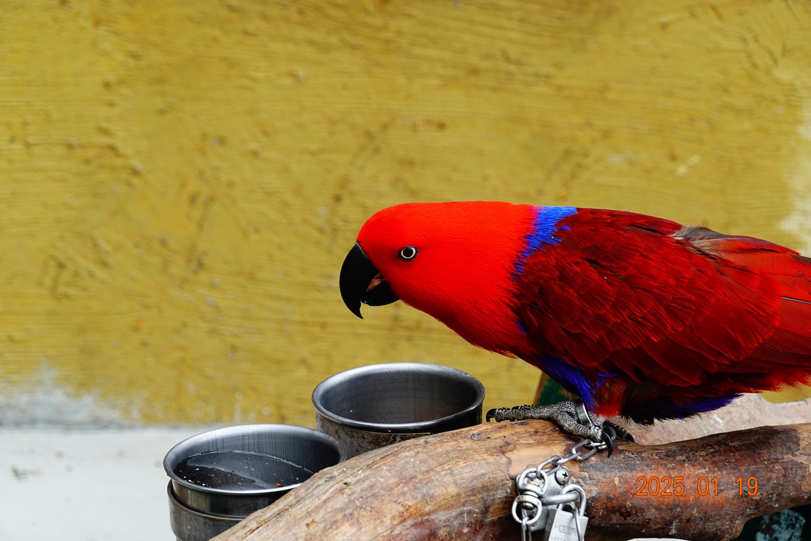 Eclectus Parrot (Eclectus roratus)