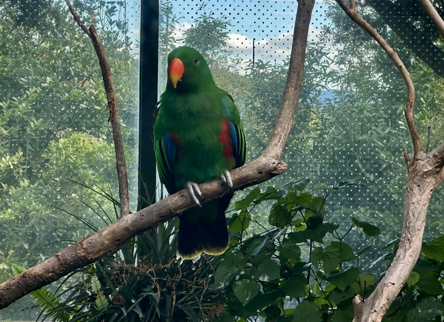 Eclectus parrot (Eclectus roratus)