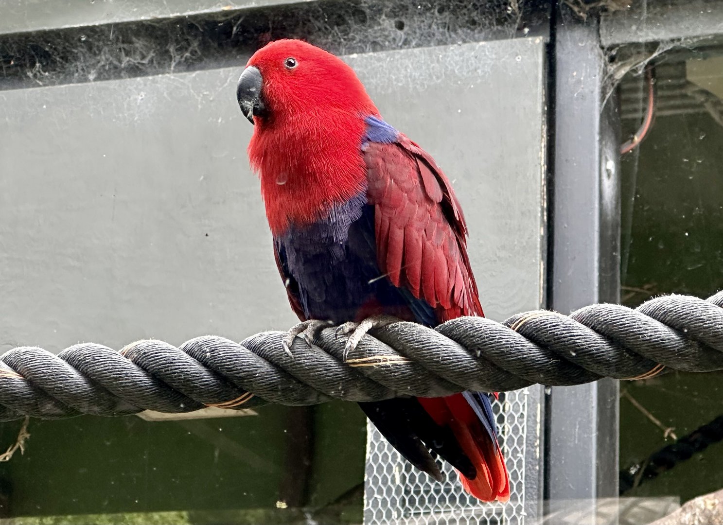 Eclectus parrot (Eclectus roratus)