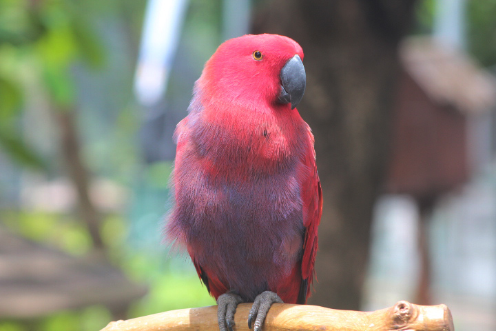 Eclectus parrot (Eclectus sp.) - Jakarta Bird Land