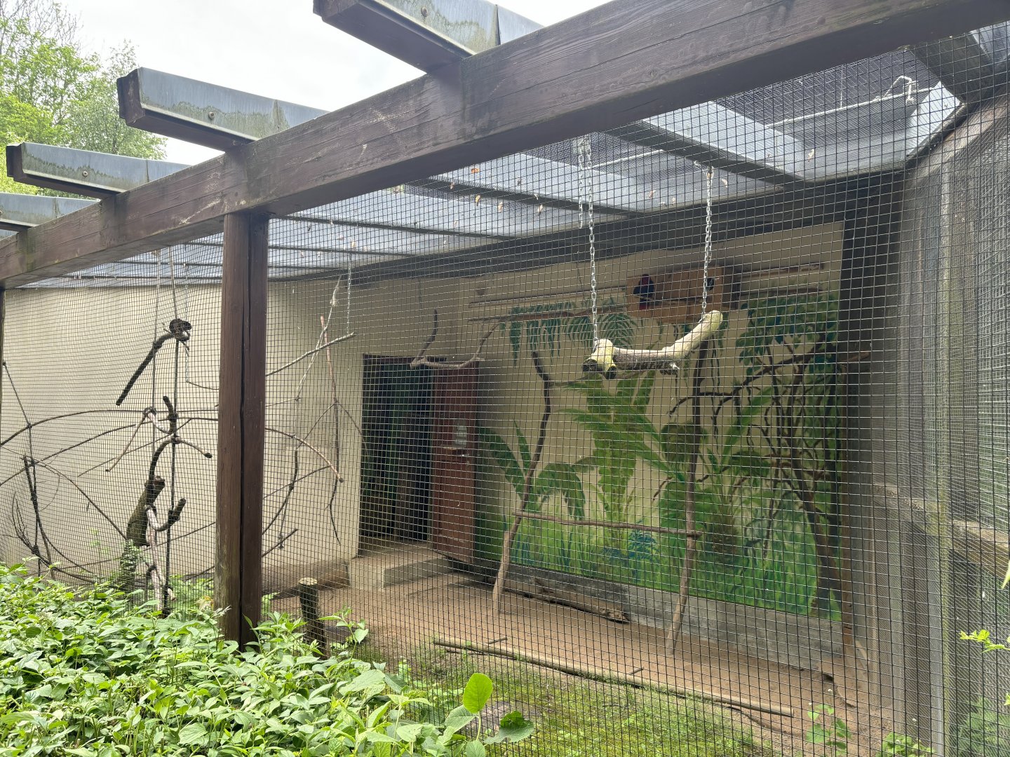 Eclectus Parrot Enclosure at Zoologischer Garten Hof