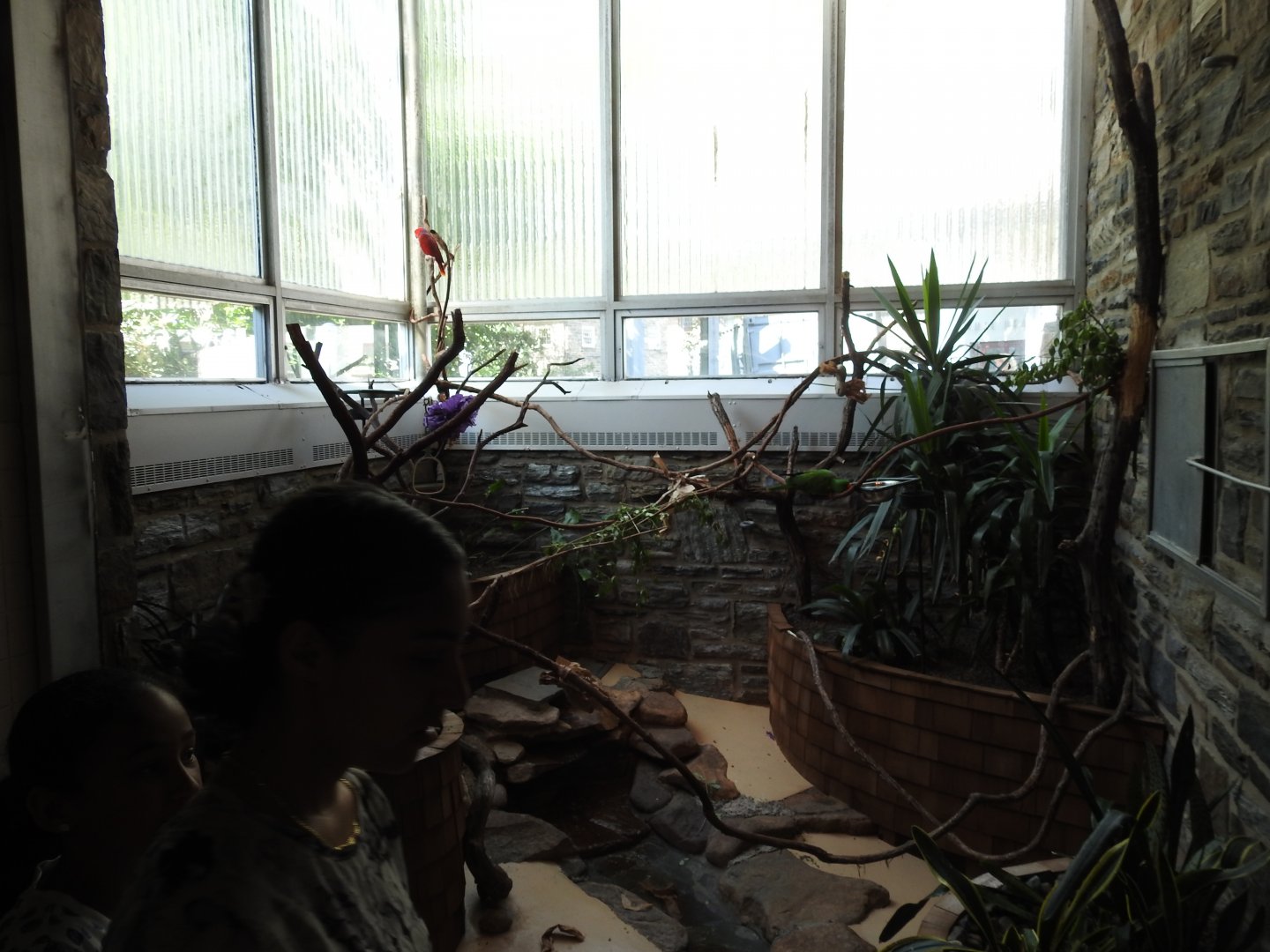 Eclectus Parrot Enclosure