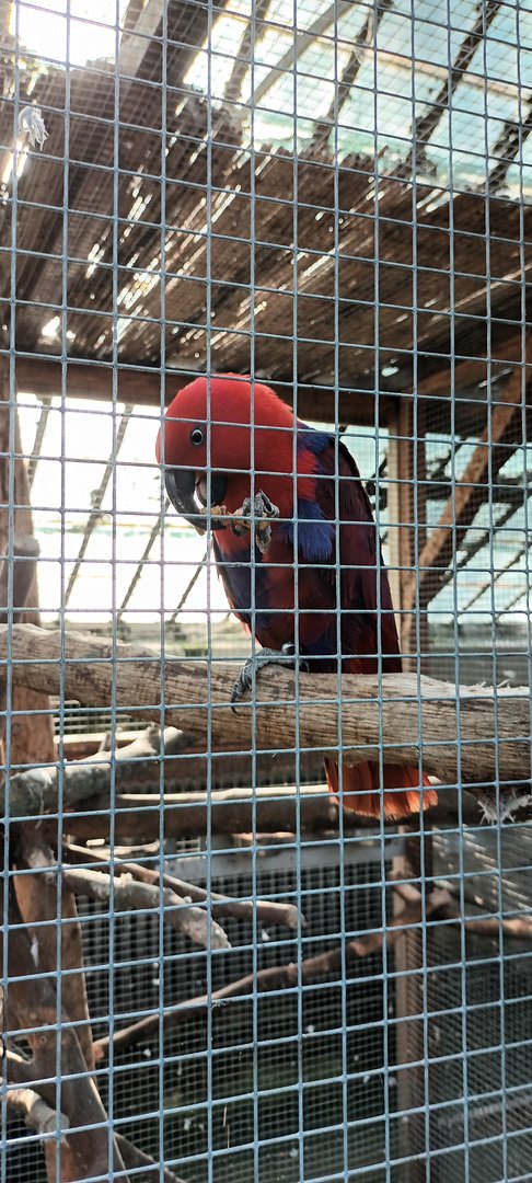 Eclectus Parrot enjoys a Peanut