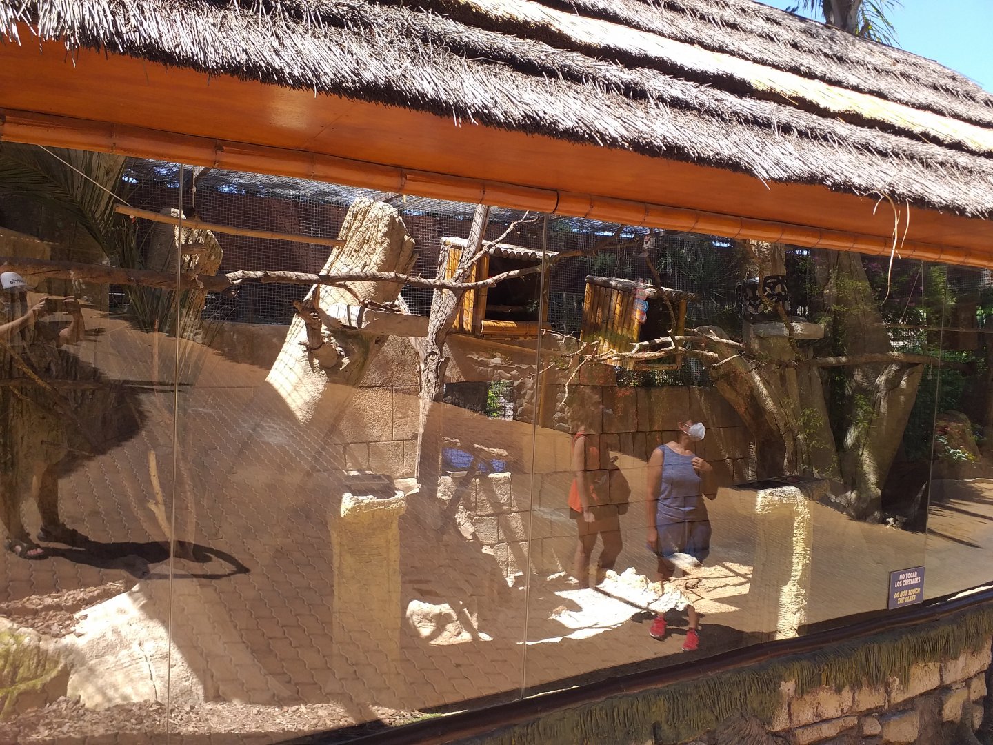 Eclectus parrot exhibit -MundoMar Benidorm (2021)