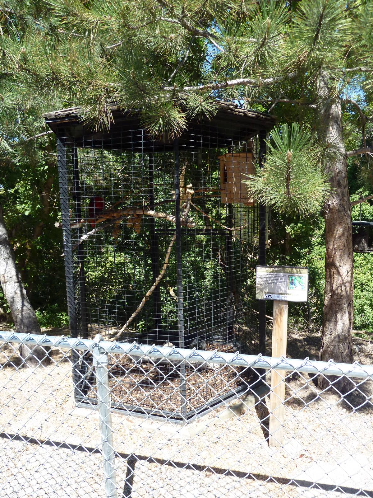 Eclectus Parrot Exhibit
