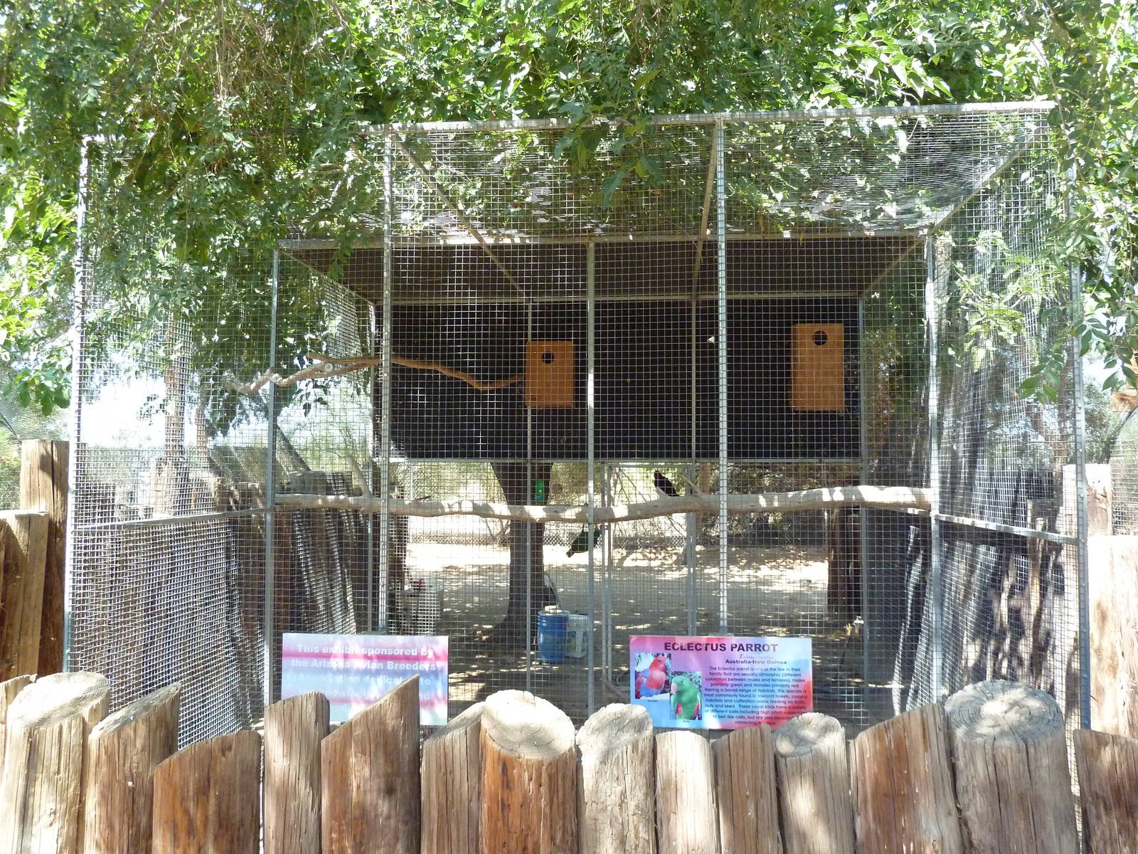 Eclectus Parrot Exhibit