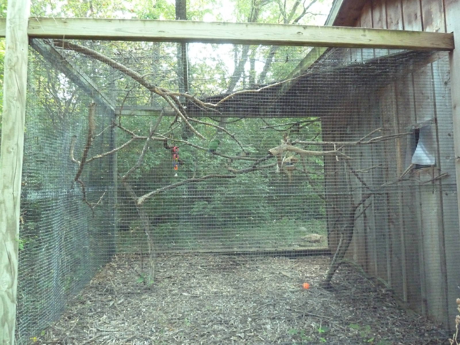 Eclectus Parrot Exhibit