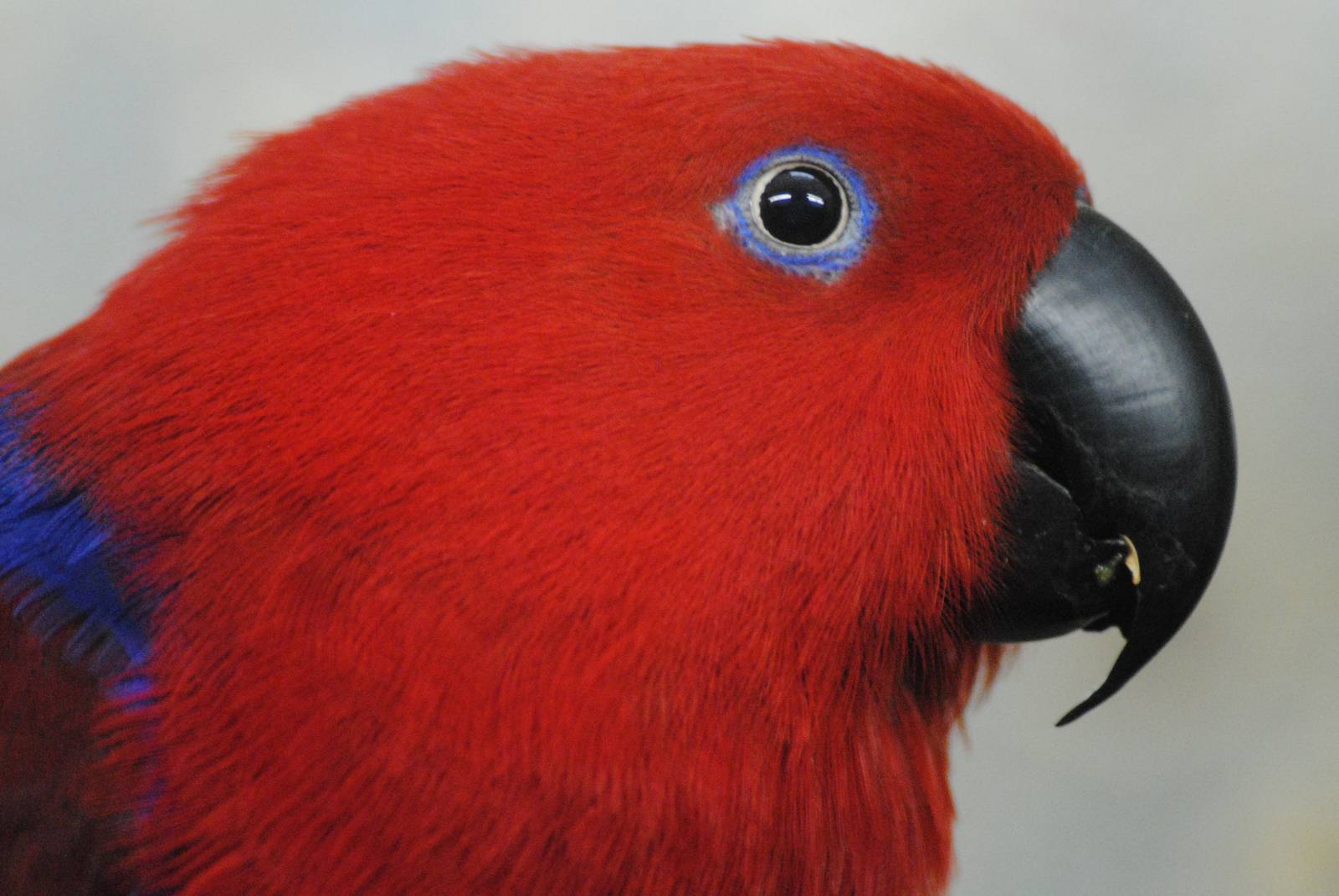 Eclectus parrot (female)