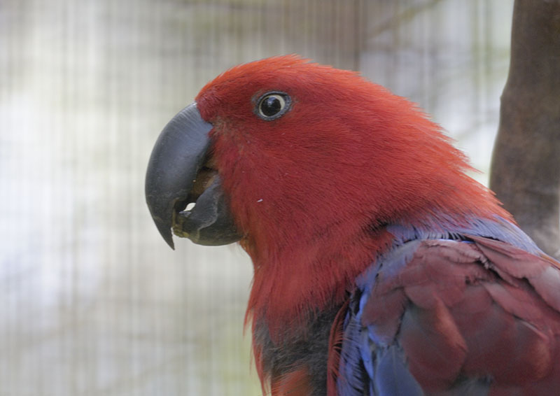 Eclectus parrot female