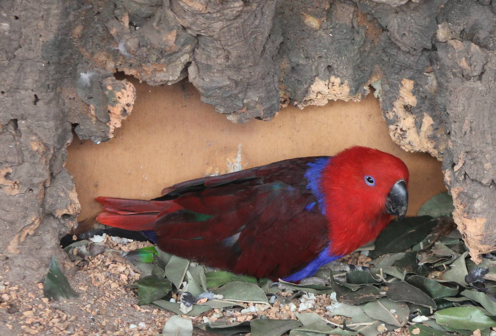 Eclectus parrot female