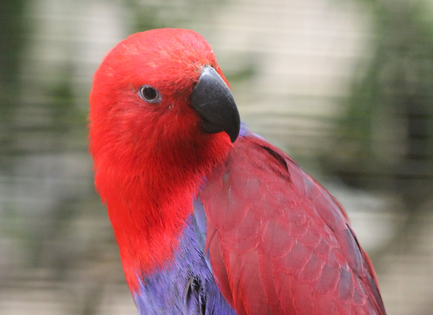 Eclectus parrot - female