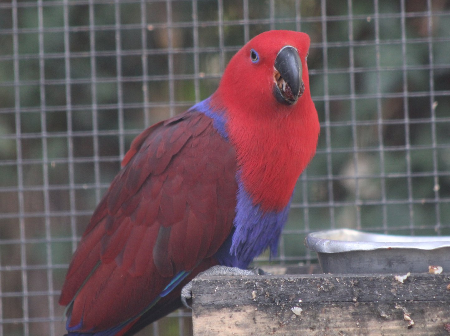Eclectus parrot - female