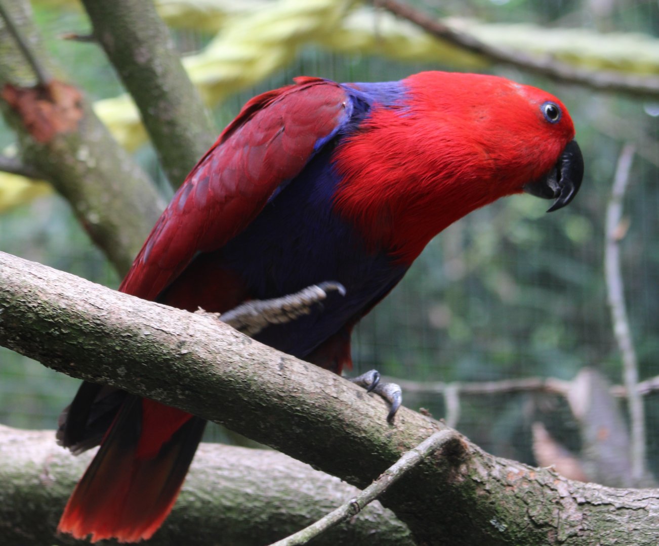 Eclectus parrot - female