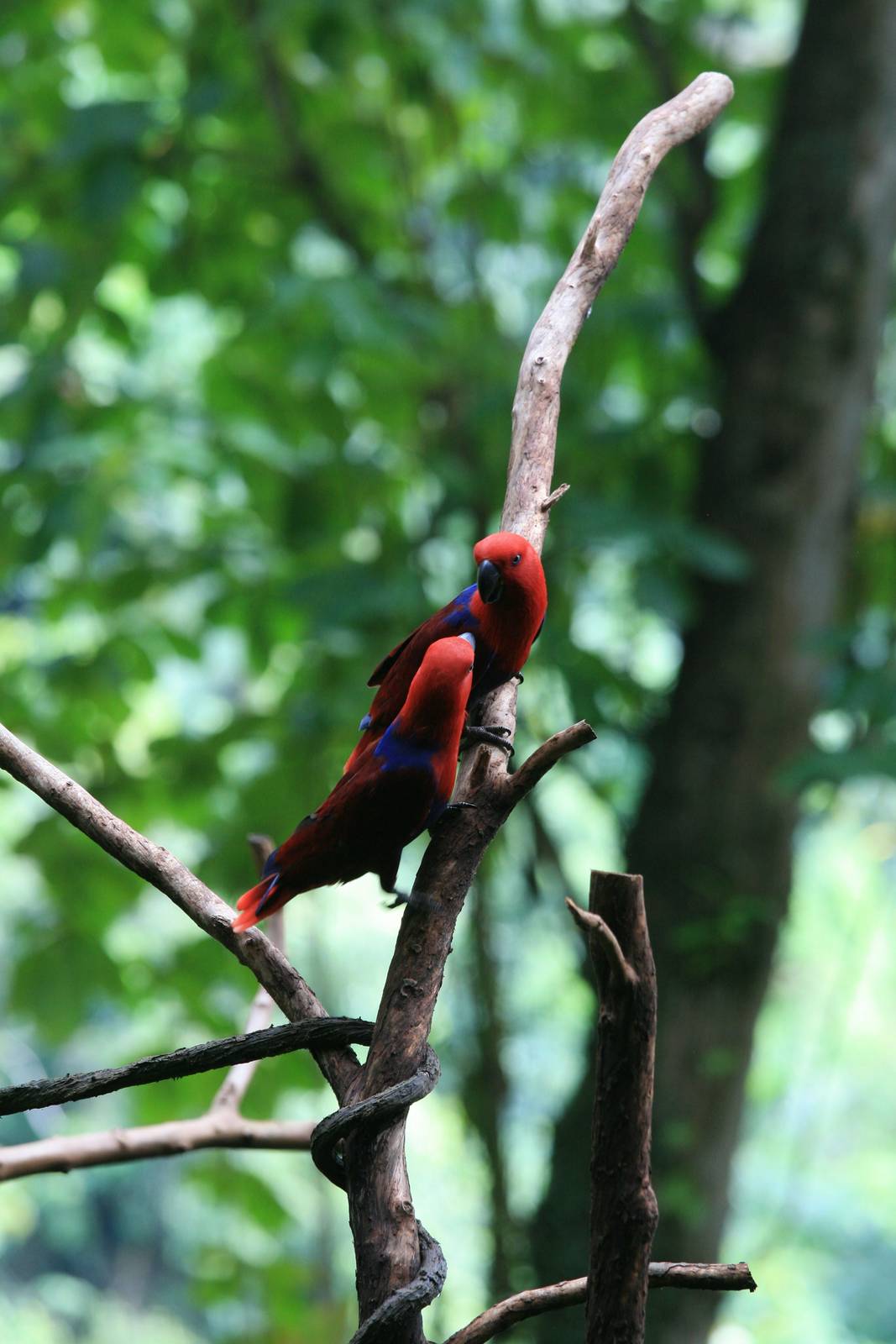 Eclectus parrot females