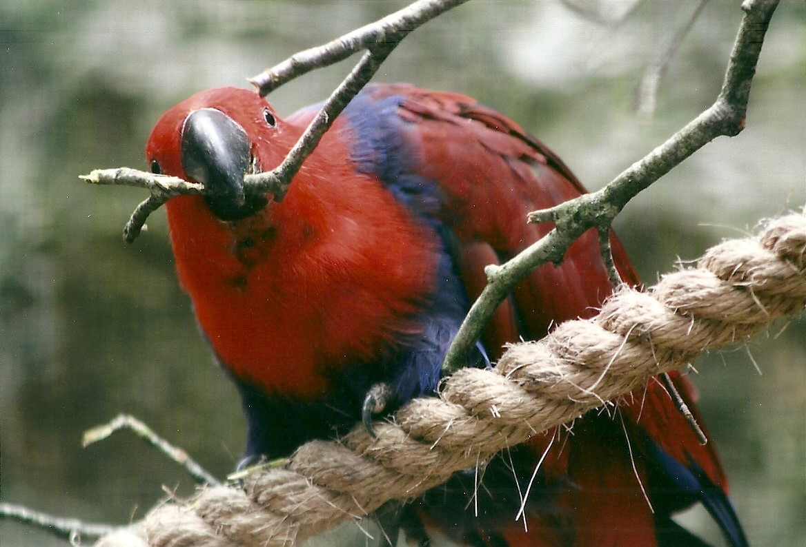 Eclectus Parrot hen, 26th September 2013