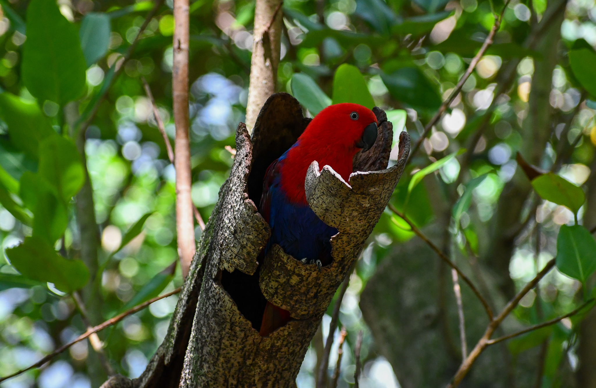 Eclectus Parrot in nest hollow