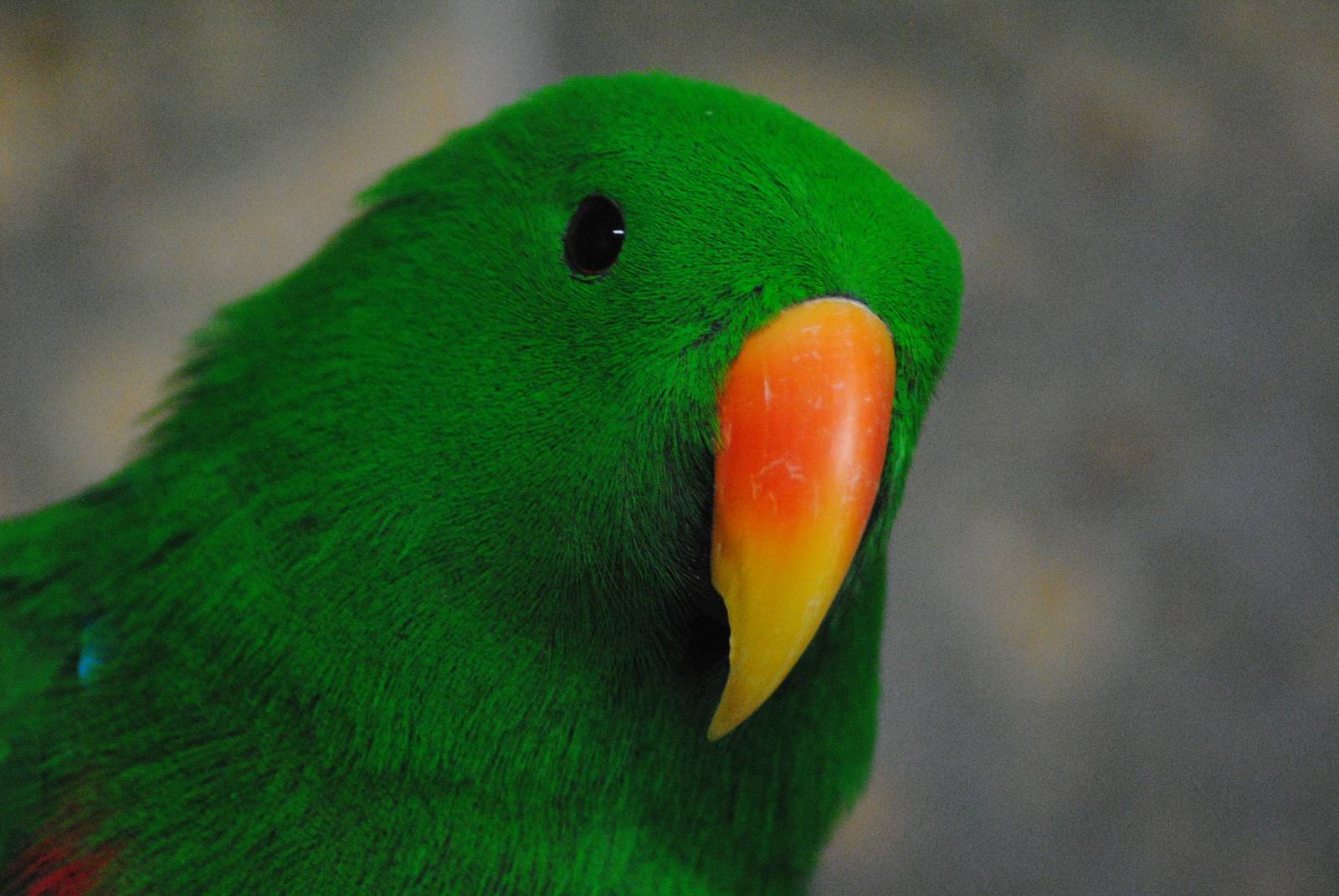 Eclectus parrot (male)