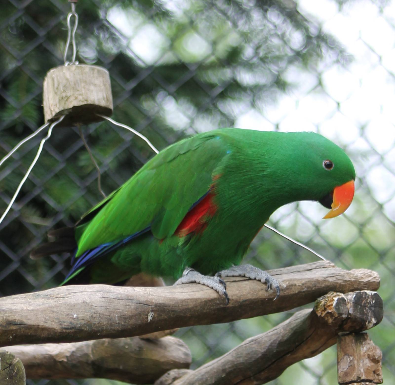Eclectus parrot male