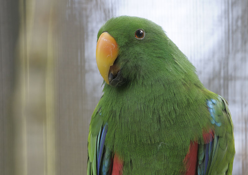 Eclectus parrot male