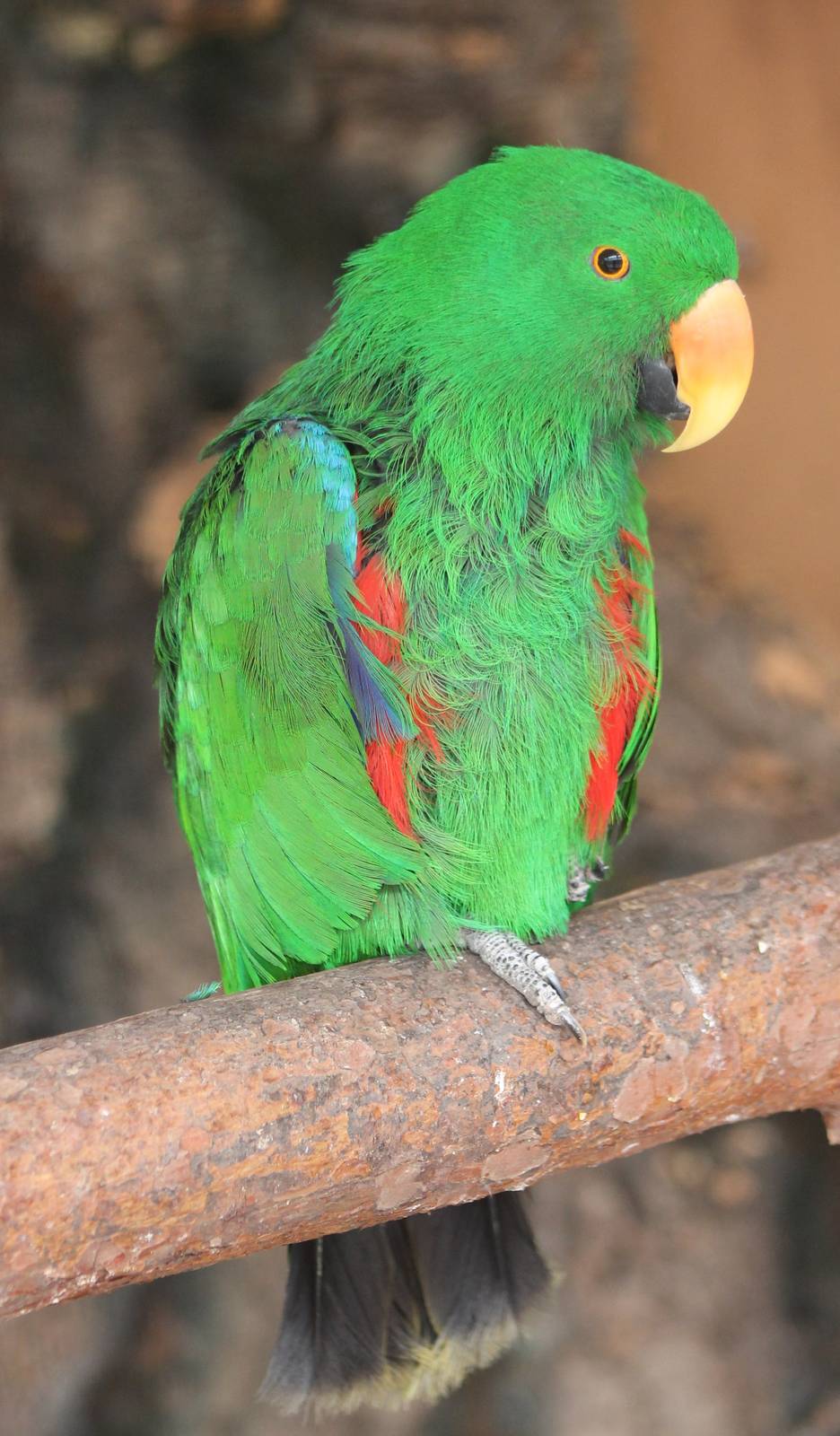 Eclectus parrot male
