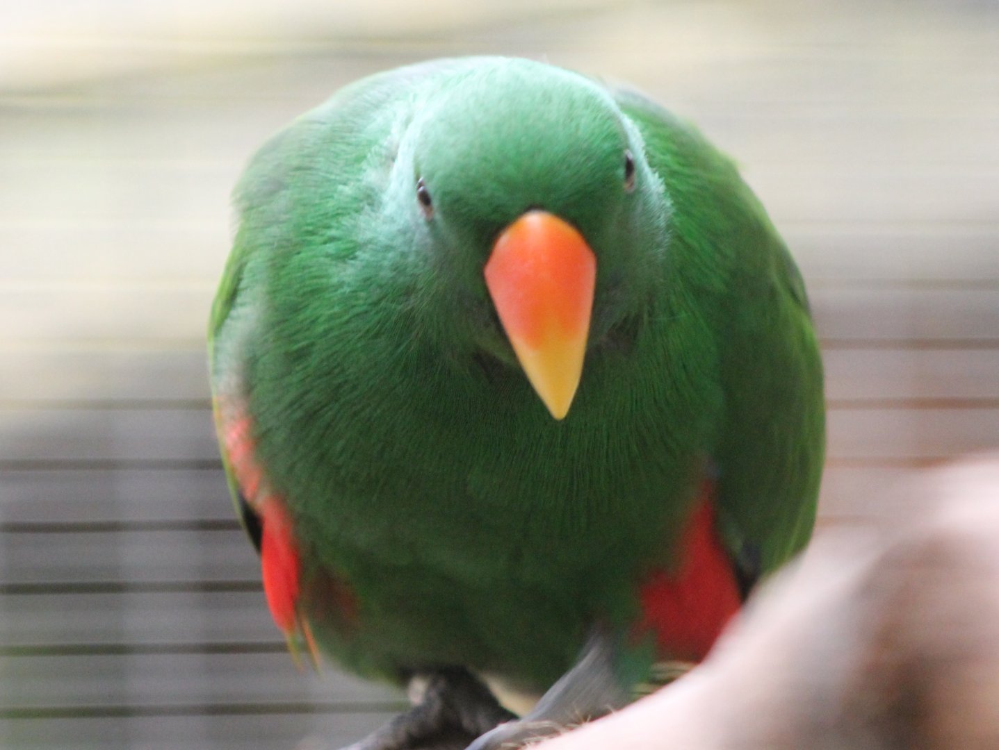 Eclectus parrot - male