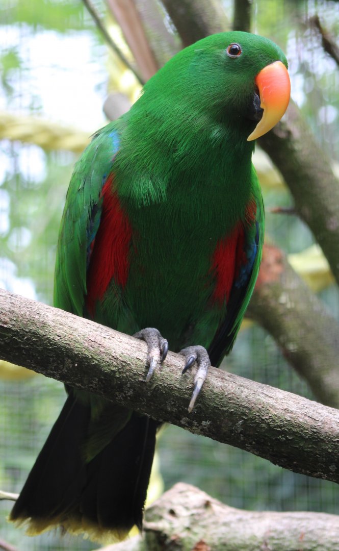 Eclectus parrot - male