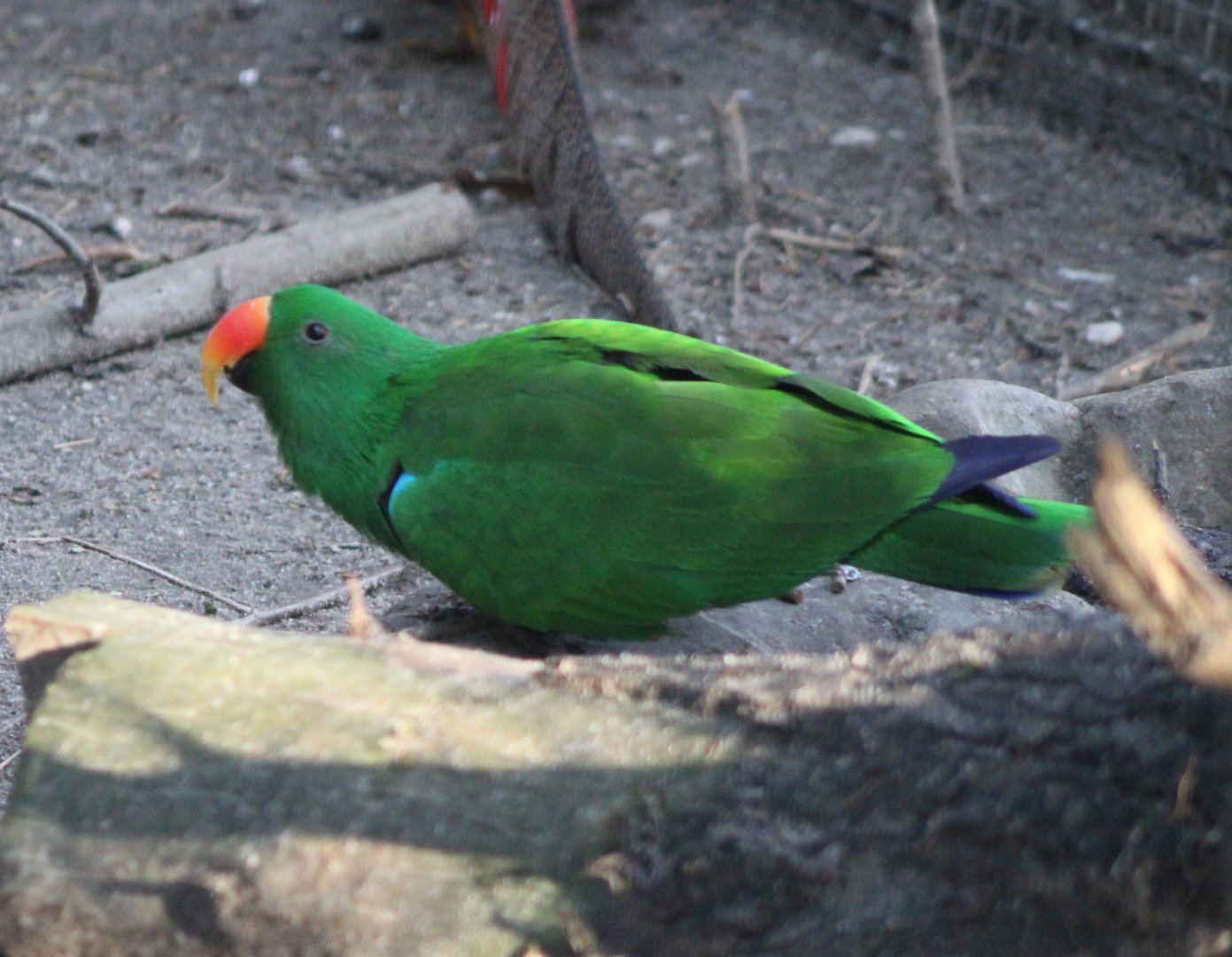 Eclectus parrot - male