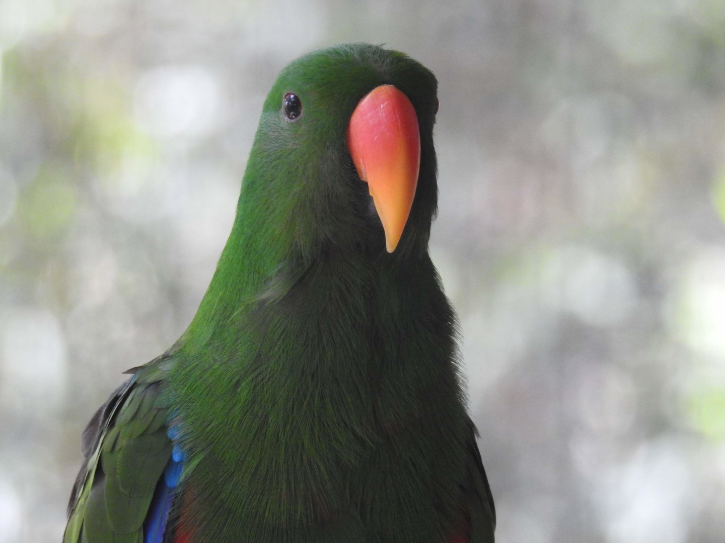 Eclectus Parrot (male)