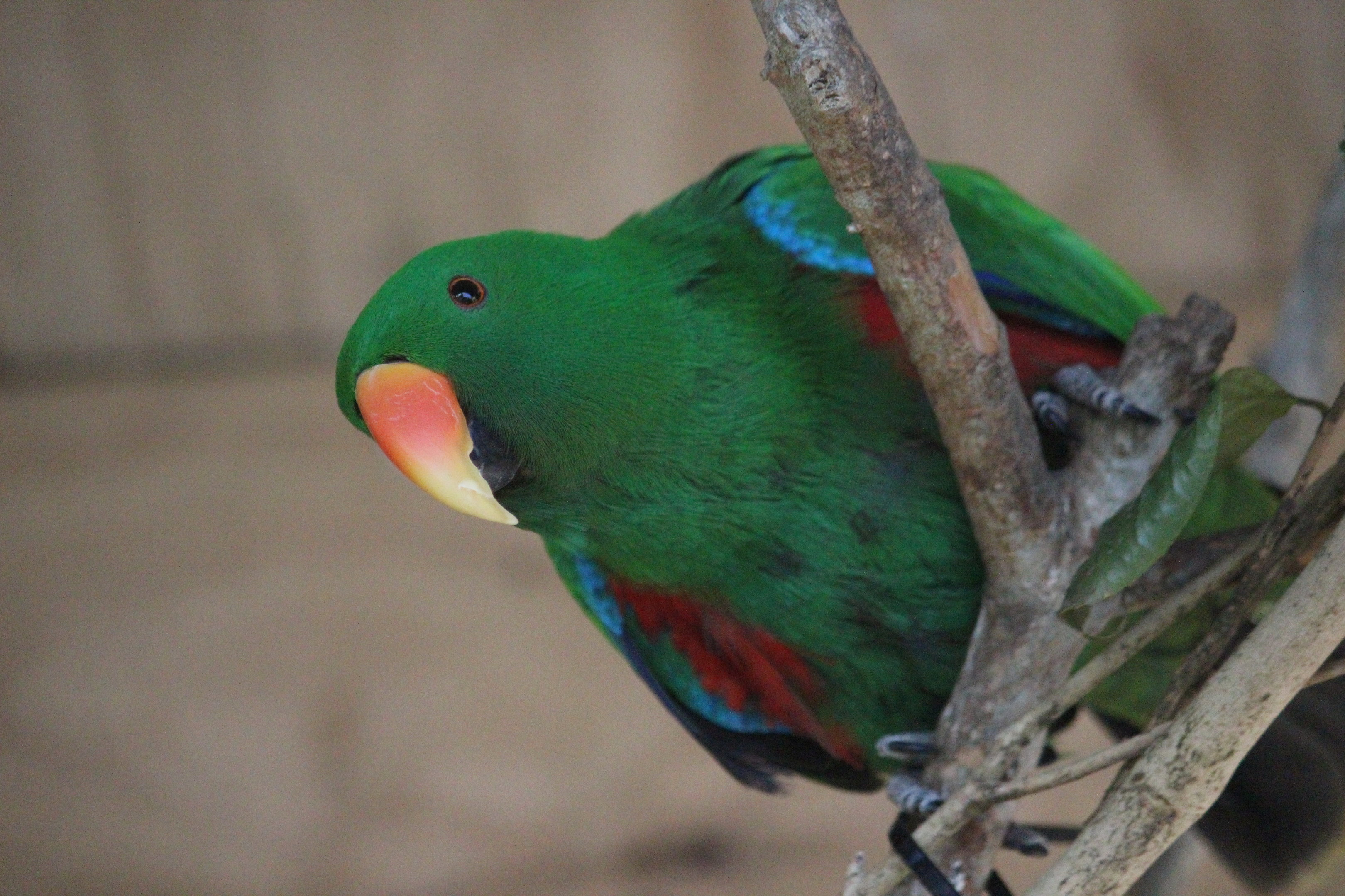 Eclectus Parrot male
