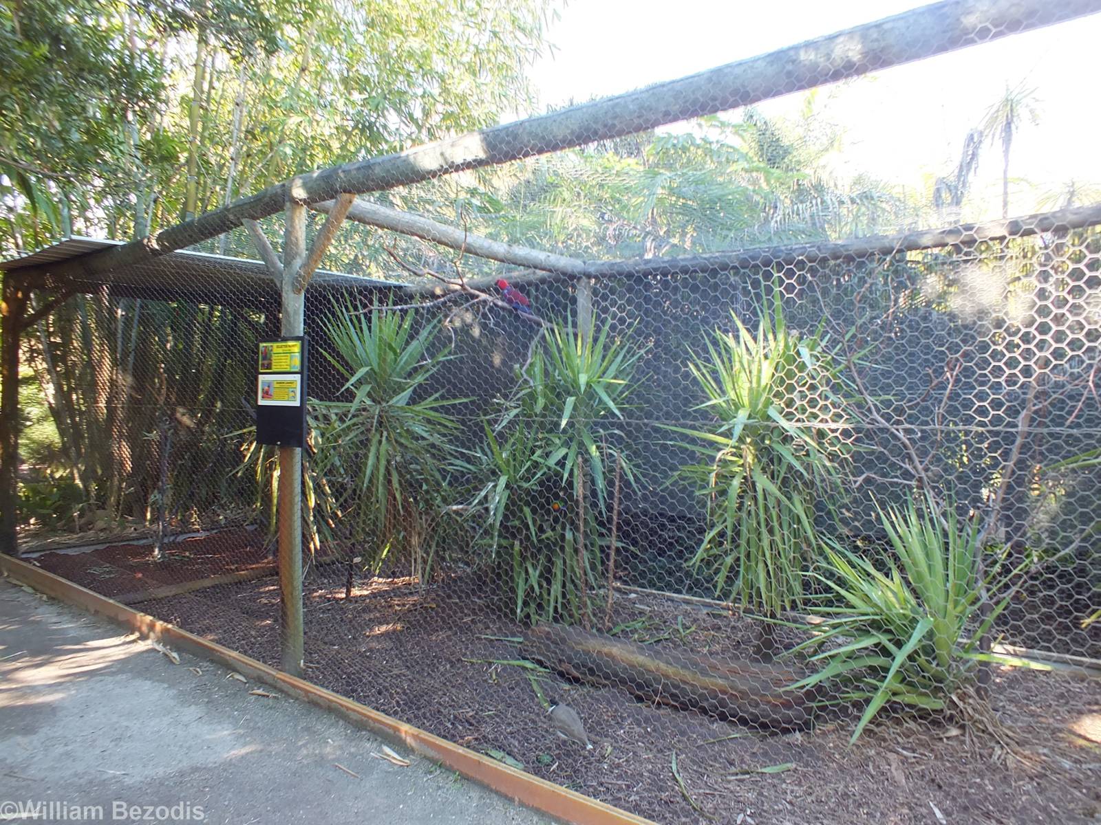 Eclectus Parrot, Masked Lapwing, Satin Bowerbird, and Rainbow Lorikeet Avia