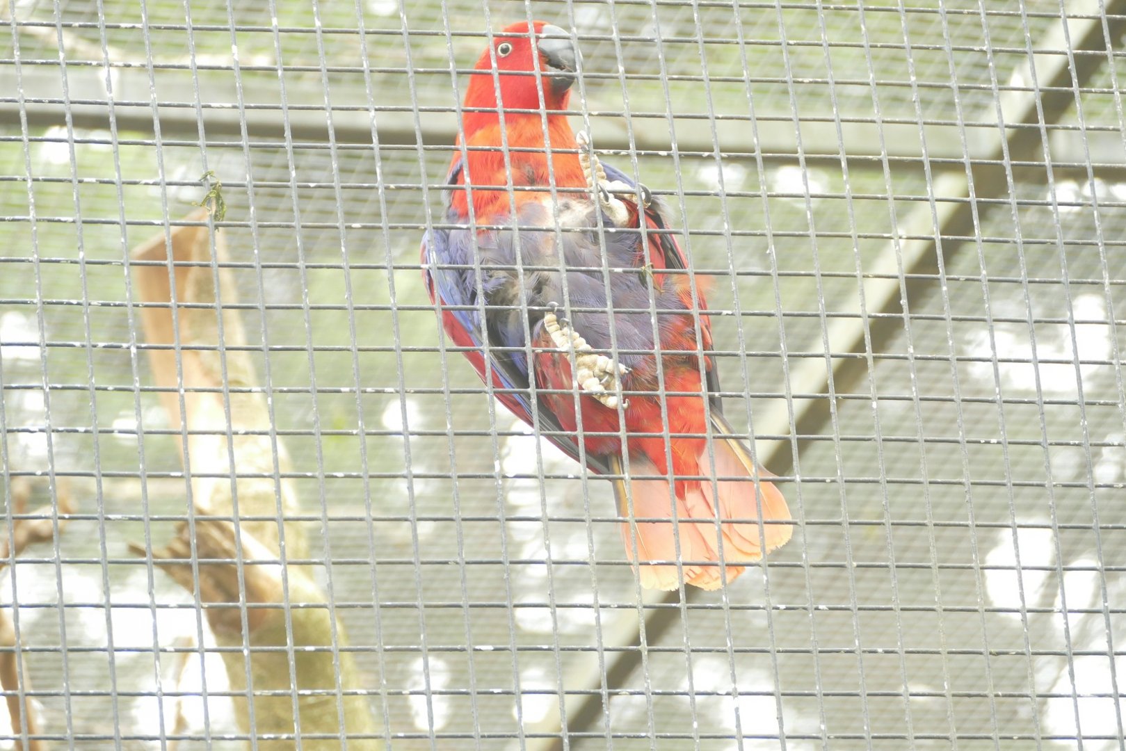 Eclectus parrot, May 2021