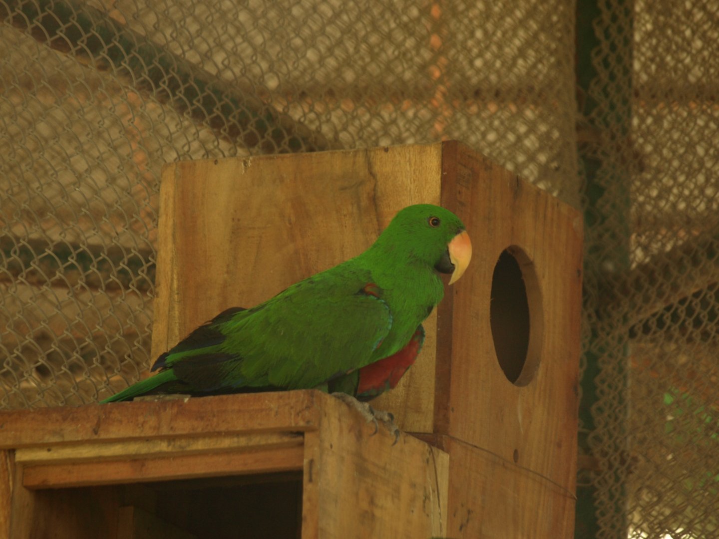 Eclectus parrot - Peshawar Zoo 22/7/2018