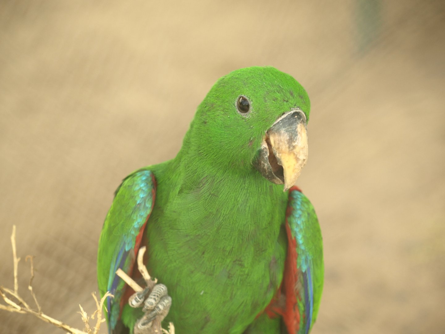 Eclectus parrot - Peshawar Zoo 22/7/2018