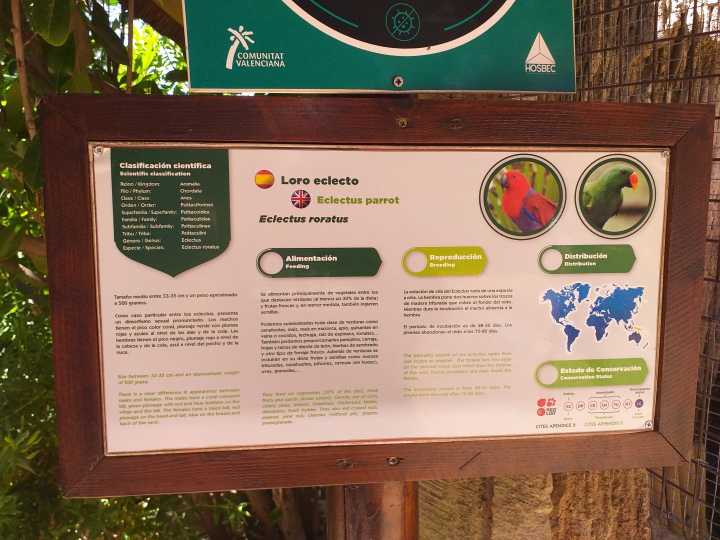 Eclectus parrot sign -MundoMar Benidorm (2021)