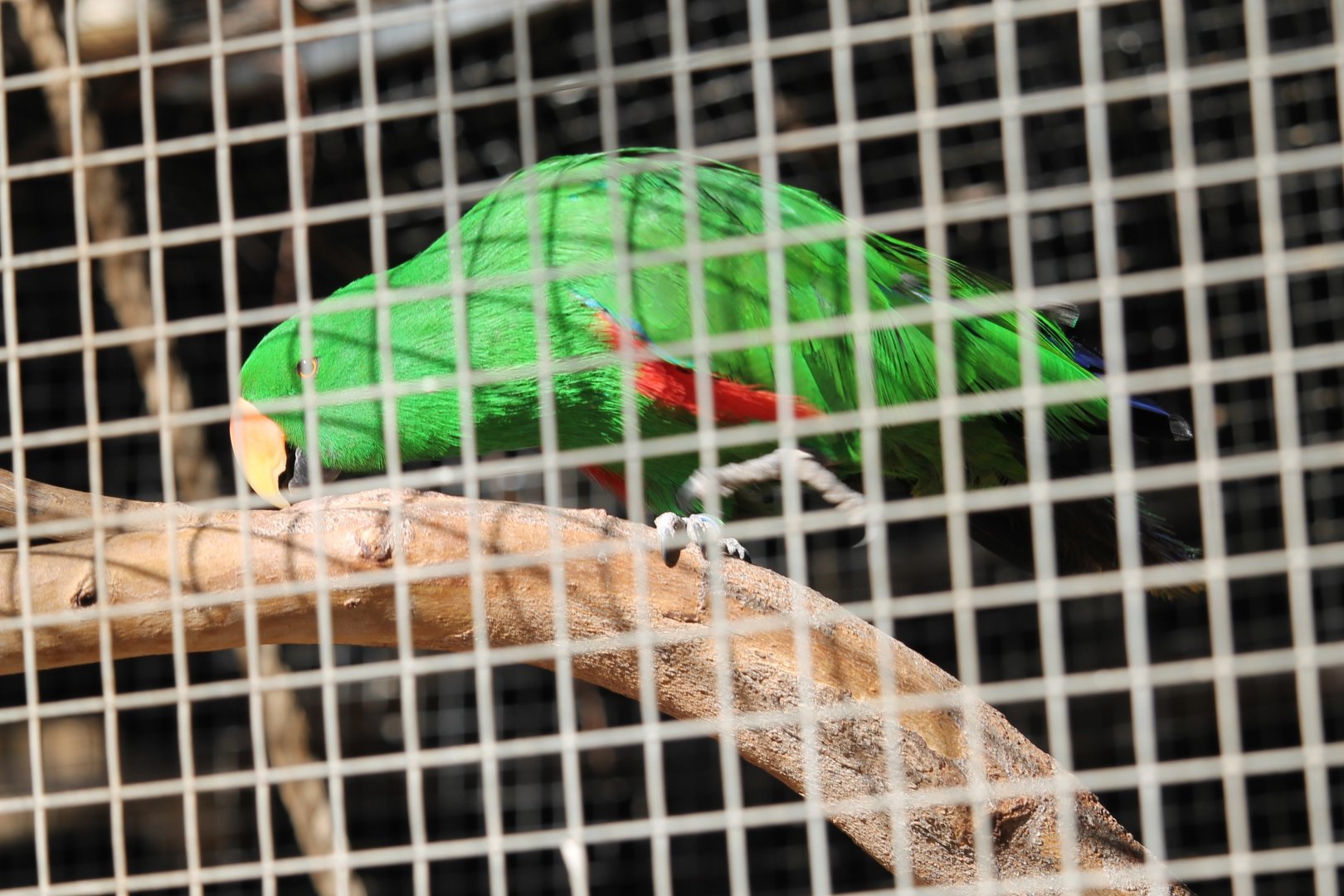 Eclectus Parrot sp.