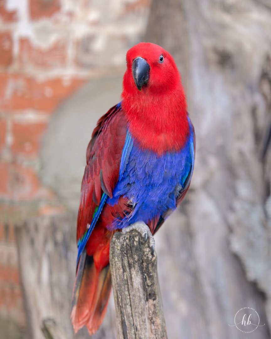Eclectus Parrot / Thrigby / 11-4-24