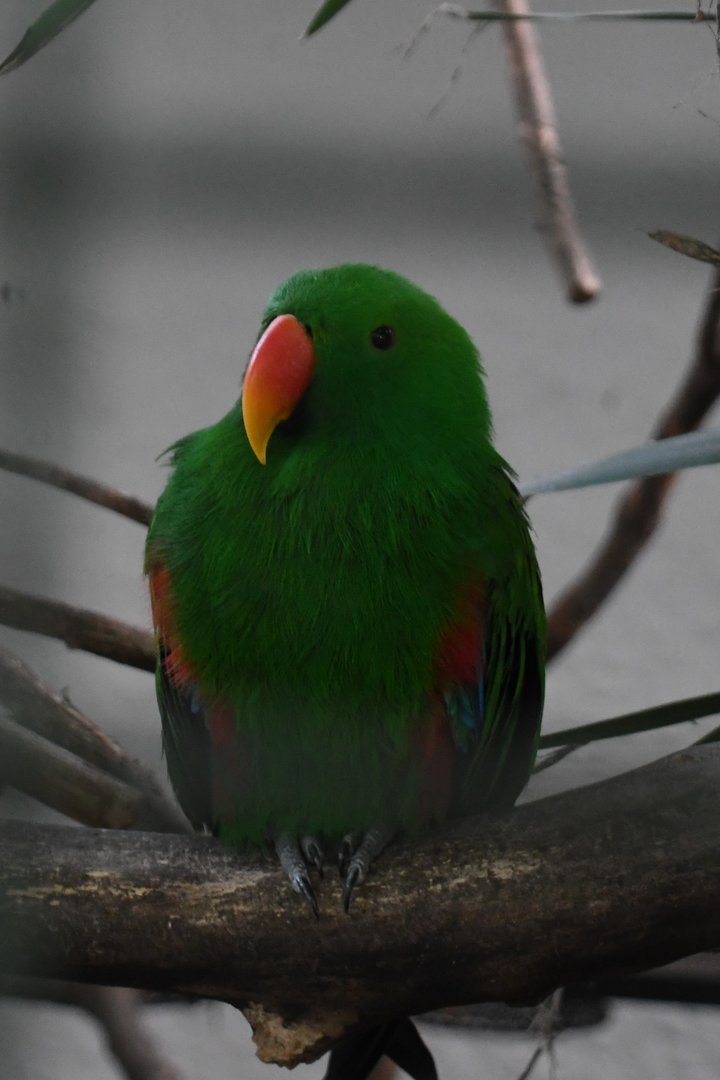Eclectus Parrot (Zoo Lourosa)