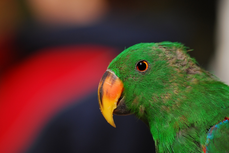Eclectus parrot