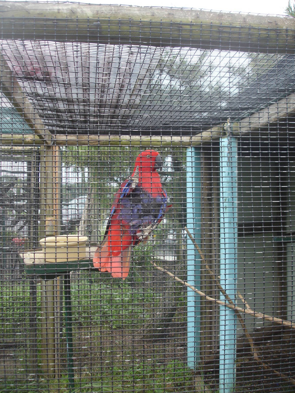 Eclectus Parrot