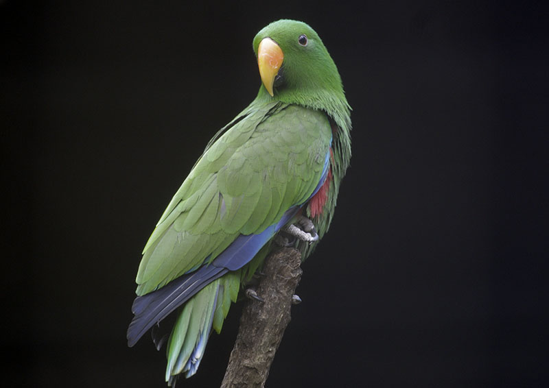 Eclectus parrot