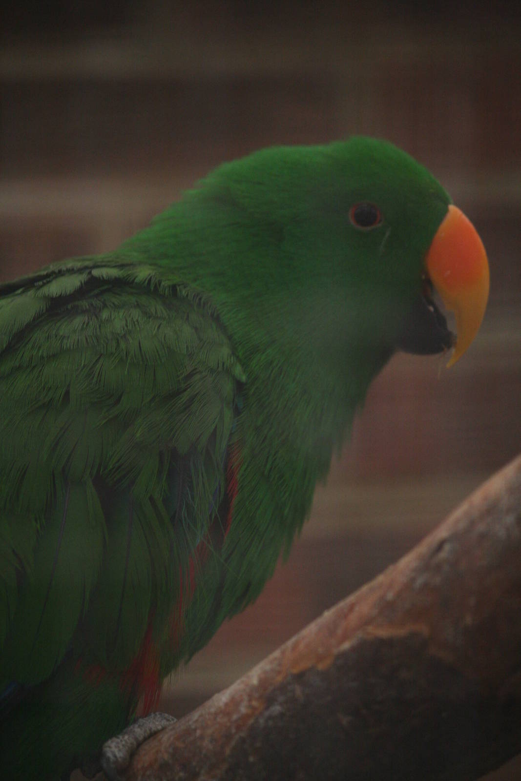 Eclectus parrot?