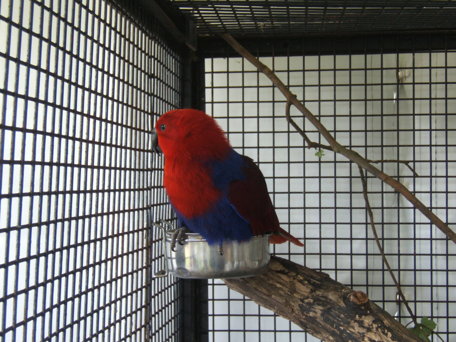 Eclectus Parrot