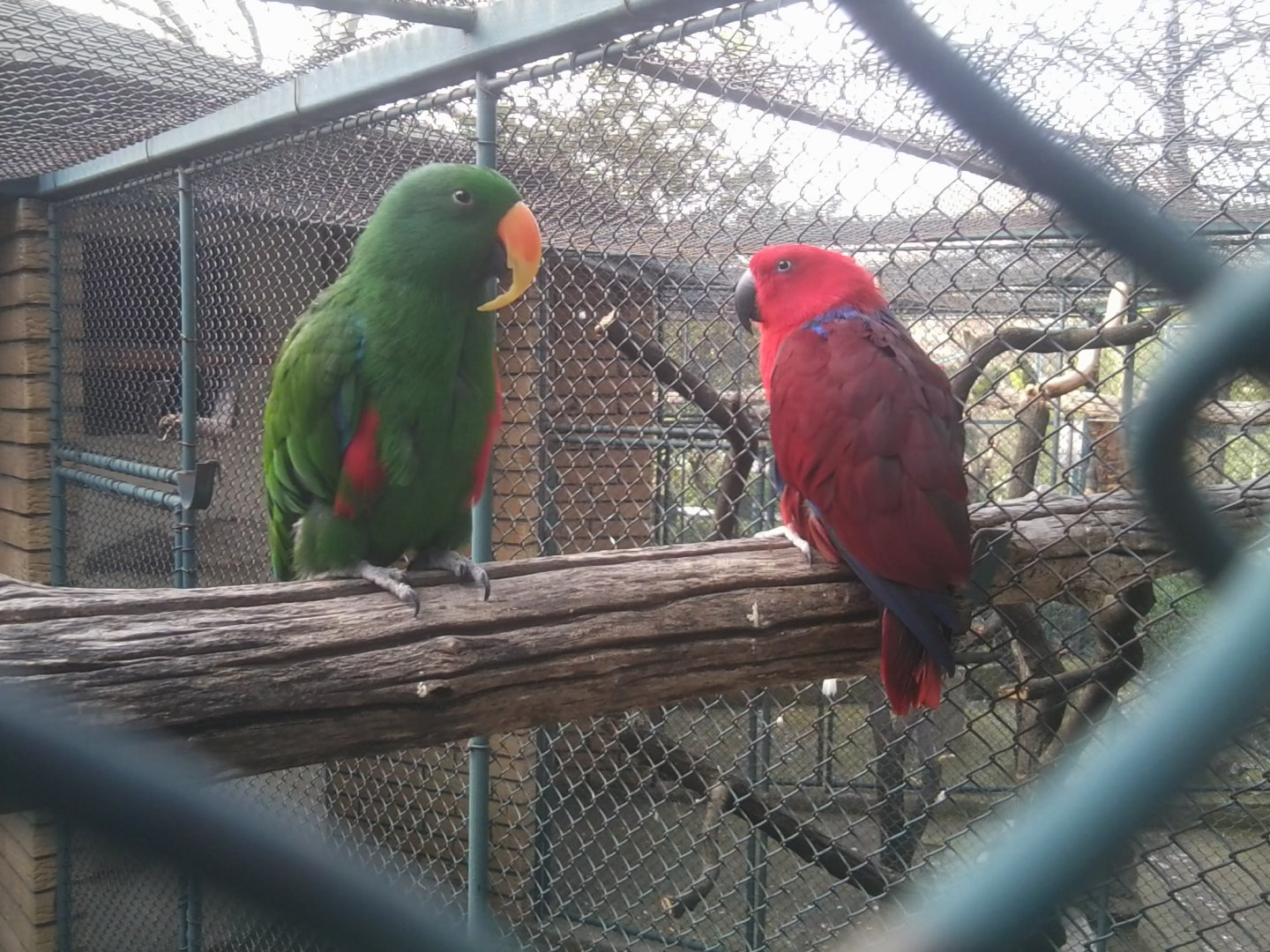 Eclectus parrot