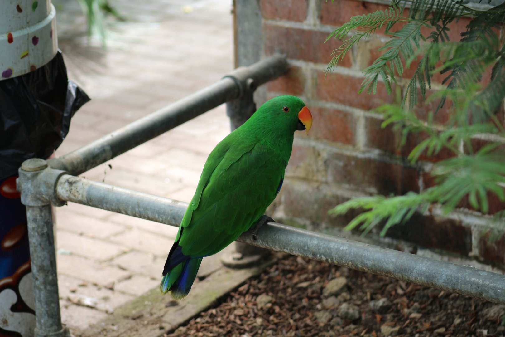 Eclectus Parrot