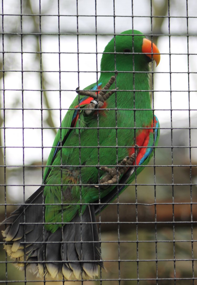 Eclectus parrot